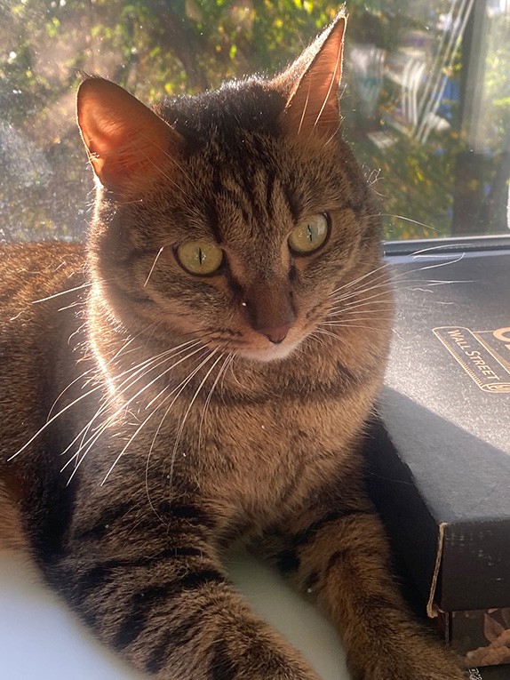 ������������ �������� ������� � ���